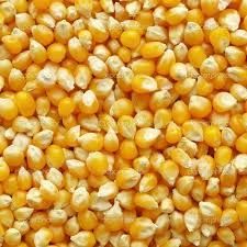 Yellow Corn Maize