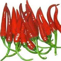 Red Chilly