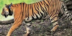 Wild Life Travel Tour Services