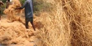 Coir Fibre