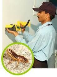 Termite Control Services