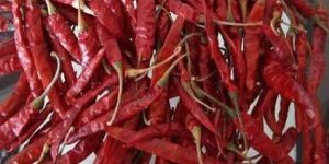 Dry Red Teja Chilli