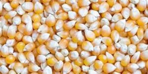 Maize Seeds