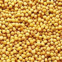 Mustard Seeds