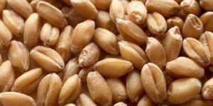 Wheat Seeds