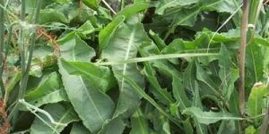 Medicianl Herbal Plants