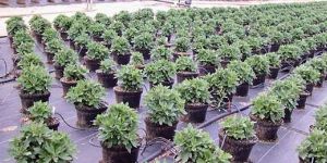 NEEDLE PUNCHED GROUND COVER