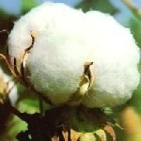 Indian Raw Cotton
