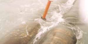 Winker Light(Sea On Floating Hose)