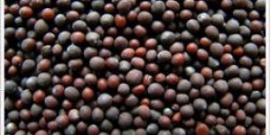 Brown Mustard Seeds