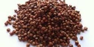Sorghum Seeds