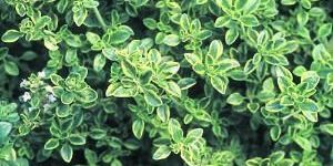 Thyme Herb