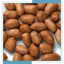 Ground Nut