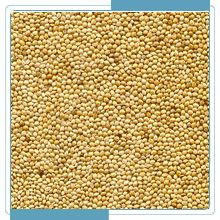 Yellow Millet