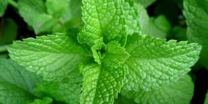 Mint Terpenes