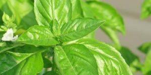Basil Oil