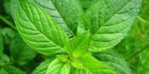 Mentha Piperita Oil