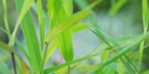 Palmarosa Oil-933875