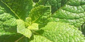 Spearmint Oil-773156