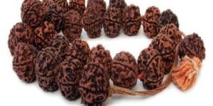 Rudraksha Consultancy