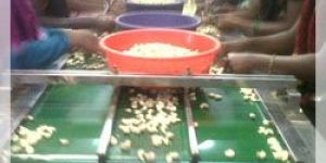 Sorting Belt Conveyor