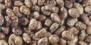 Castor Seeds