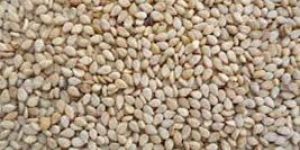 White Sesame Seeds
