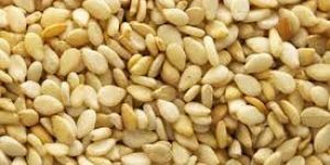 Golden Yellow Sesame Seeds
