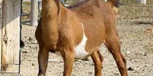 Brown Sirohi Live Goats