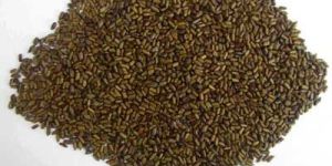 Cassia Tora Natural Seeds