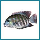 PEARL SPOT FISH (Karimeen)