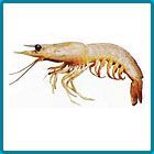 Poovalan (Pink Brown Shrimp)