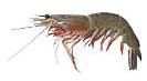 Shrimps
