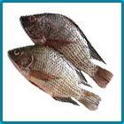 Tilapia