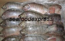 Tilapia Fish