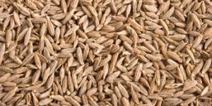 Cumin Seed
