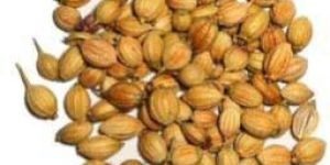 Coriander Seeds