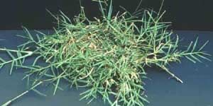 Cynodon Dactylon Grass