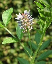 Glycyrrhiza Glabra