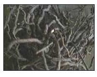 Hemidesmus Indicus Roots