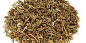 Ocimum Sanctum Herbs