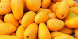 Fresh Mangoes