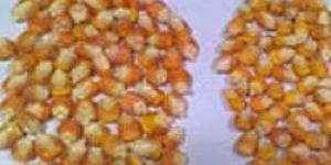 Yellow Maize Hybrid
