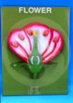 Typical Flower L.S. anatomy model