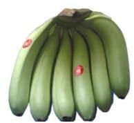 Fresh Cavendish Banana