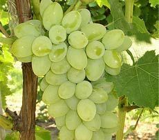 Fresh Grapes