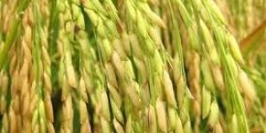 Spices, Garlic,ginger