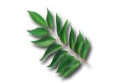 Curry Leaf