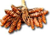 Turmeric