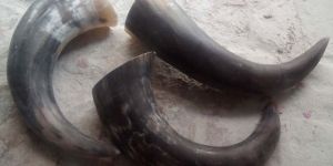 Drinking Horn